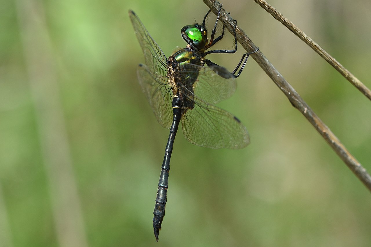 Emerald dragonfly image