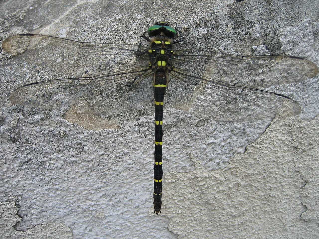 Spiketail image