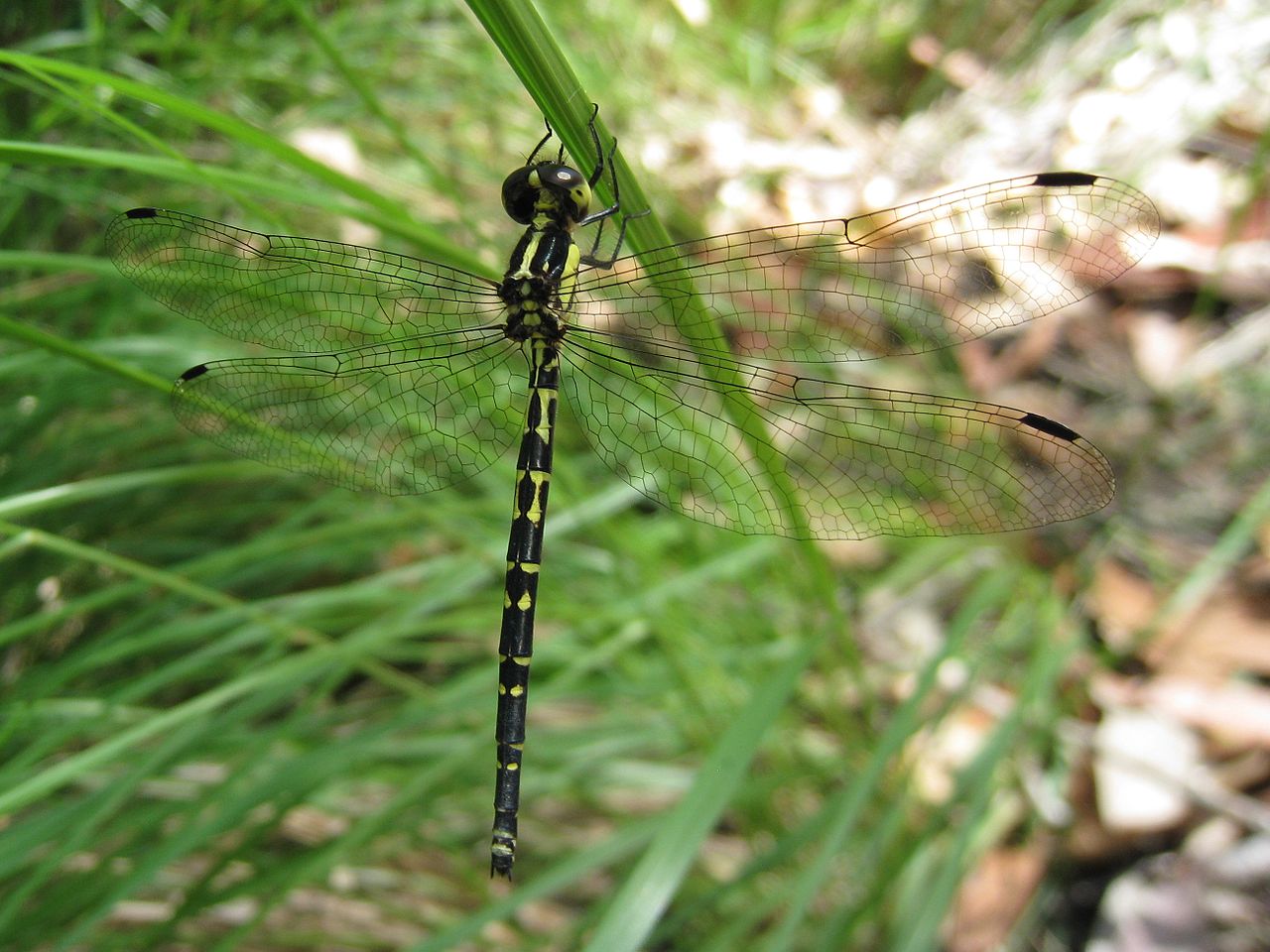 Tigertail image