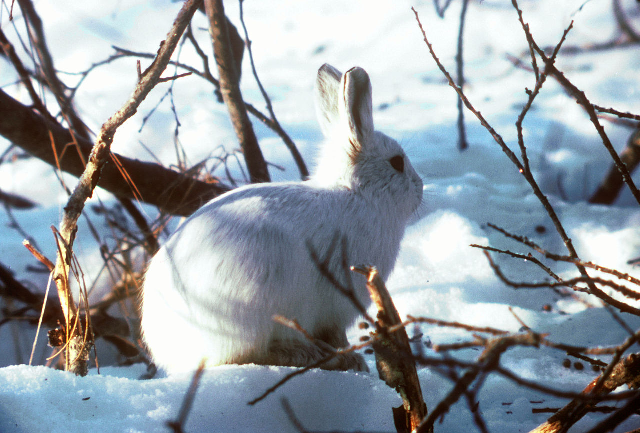 Alaskan hare image