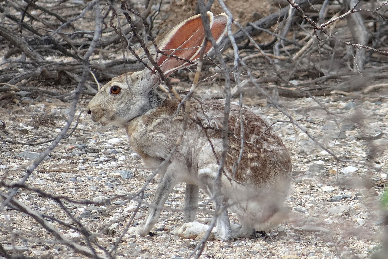 Antelope jackrabbit image