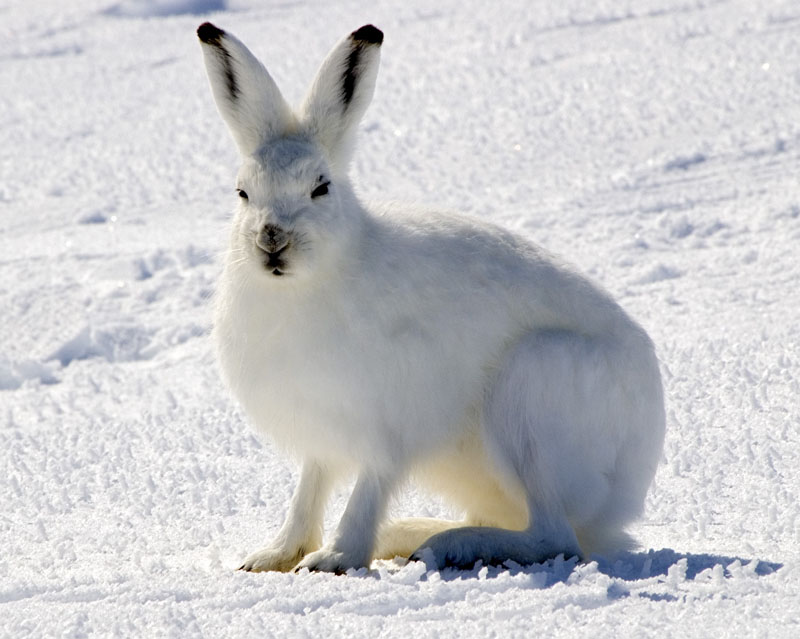 Arctic hare image