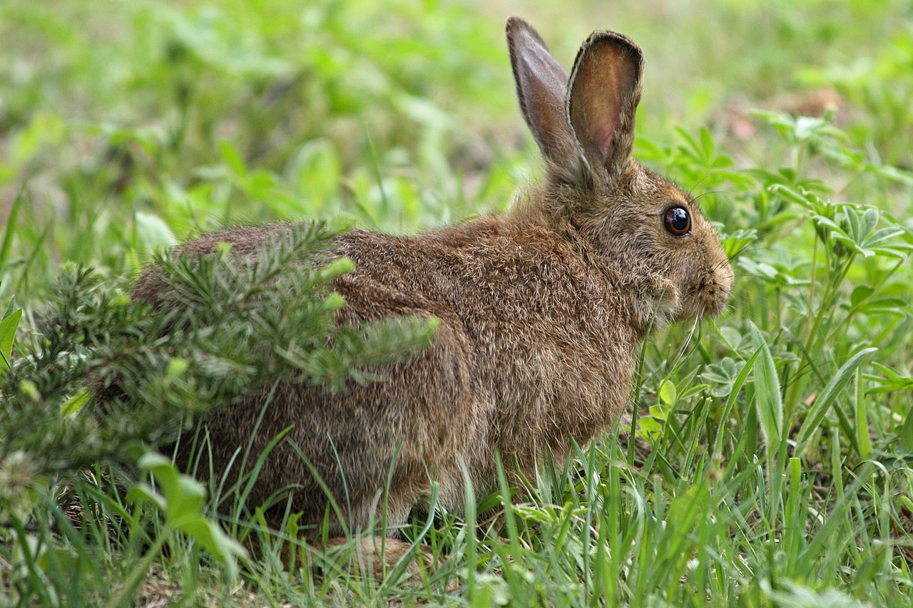 Snowshoe hare image