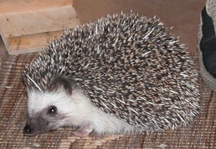 Four-toed hedgehog image