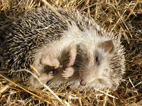 North African hedgehog image