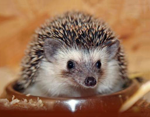 Somali hedgehog image