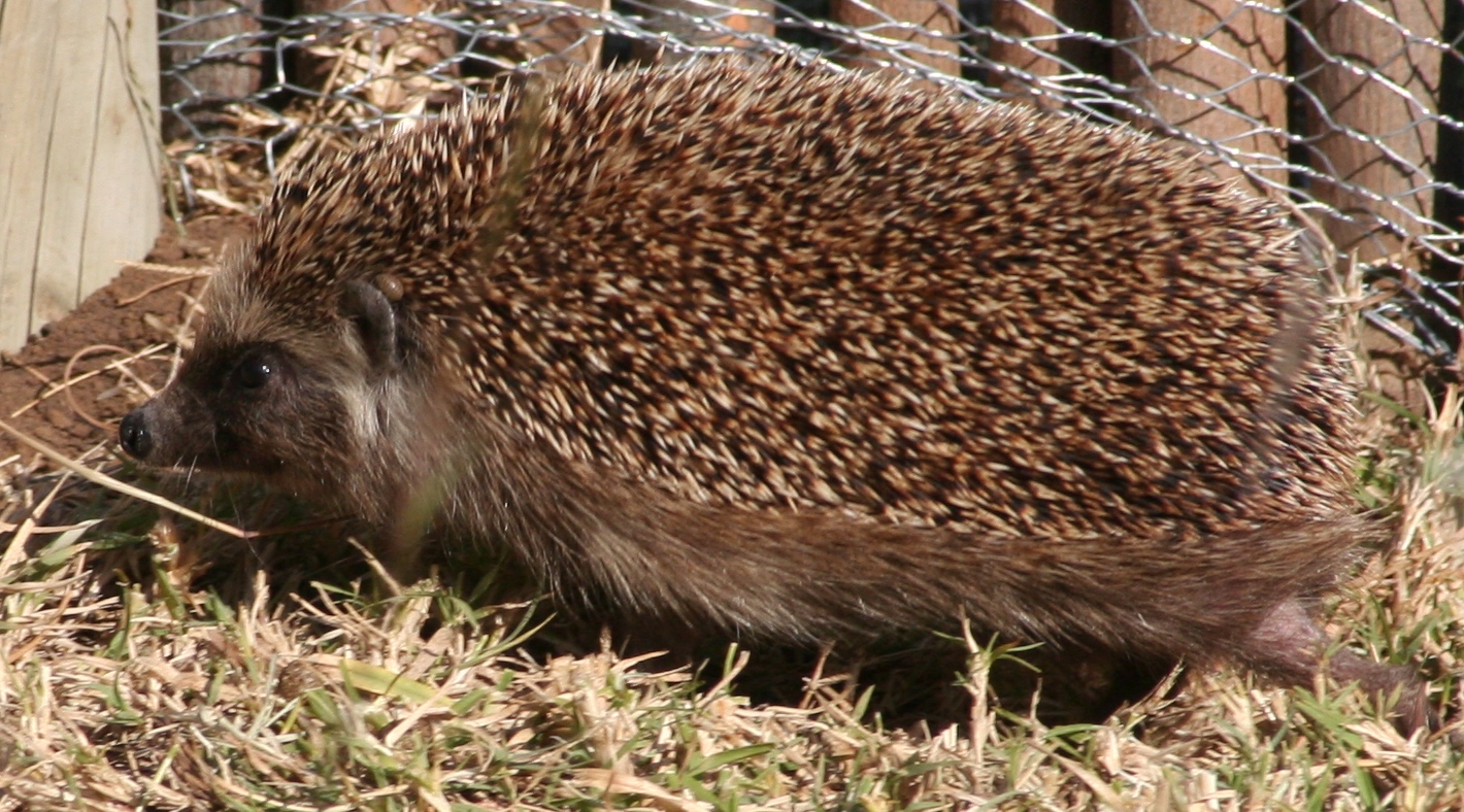 Southern African hedgehog image