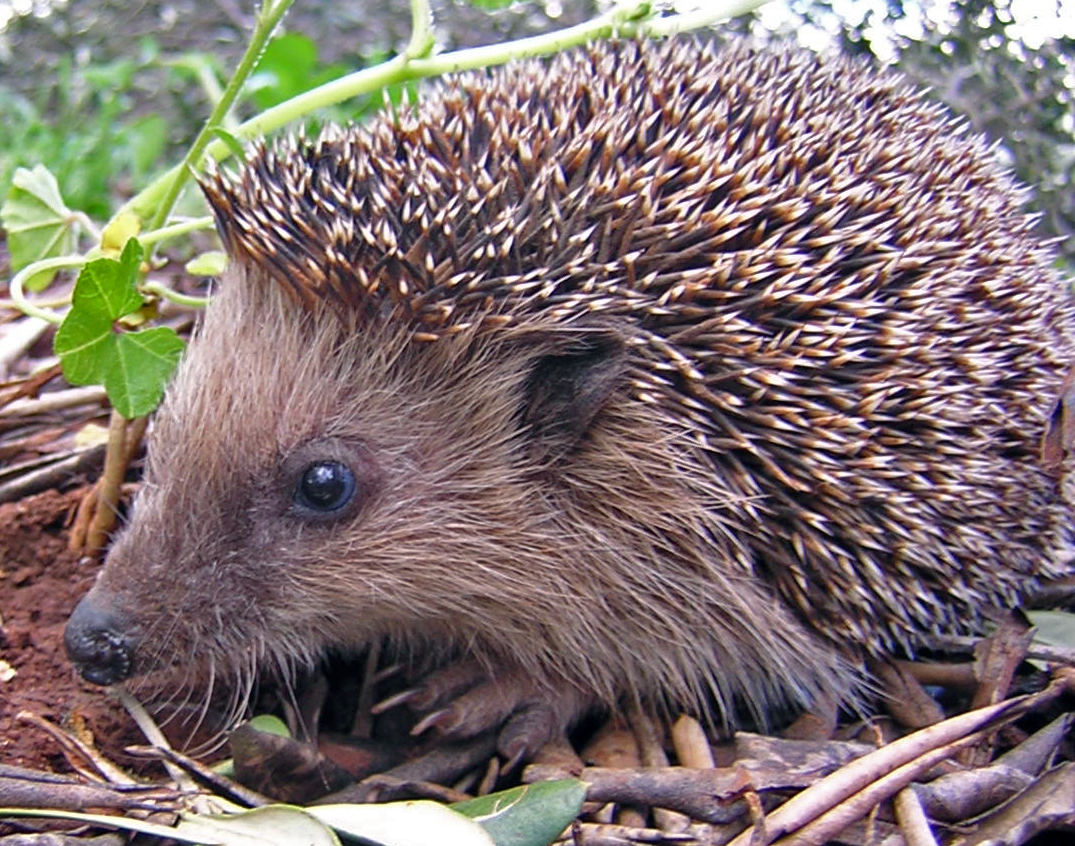 hedgehog