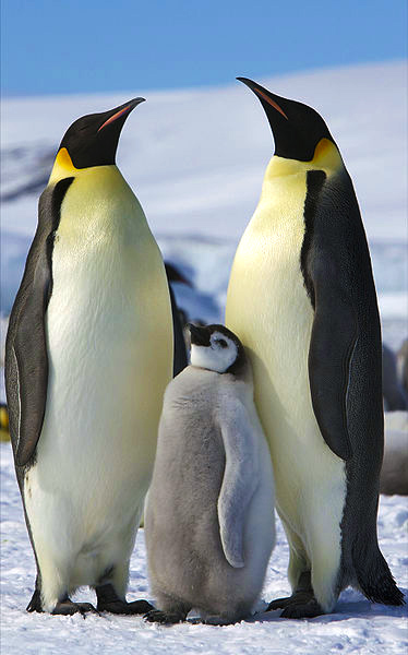 Emperor penguin image