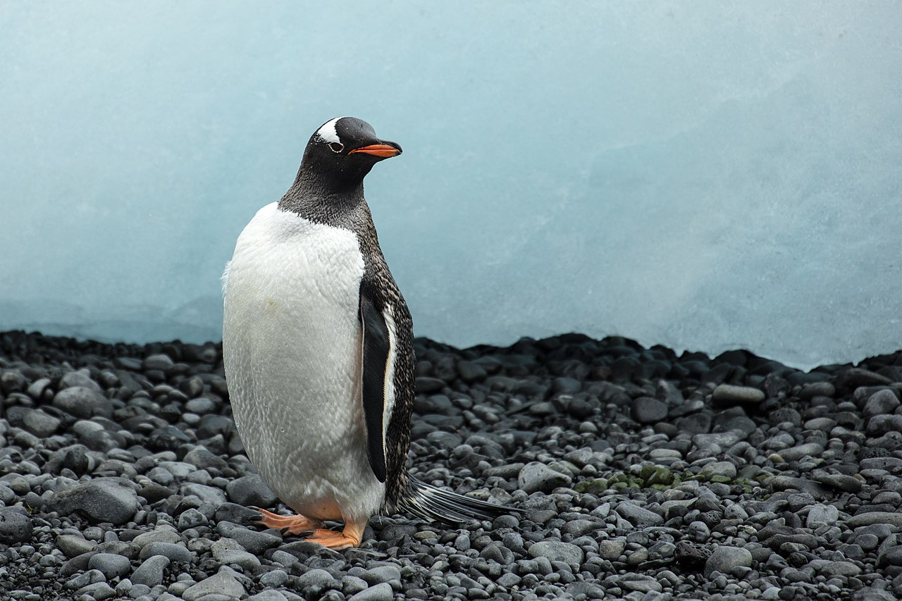 Gentoo penguin image