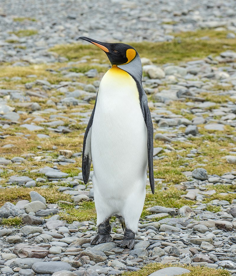 King penguin image