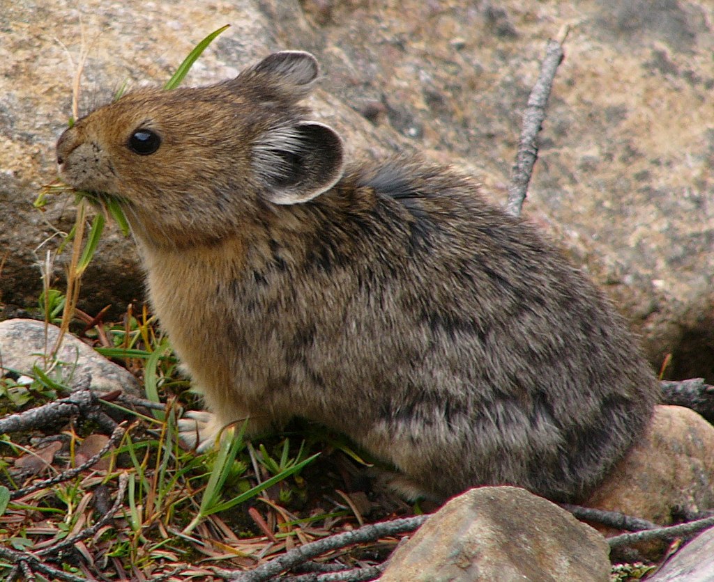 American pika image