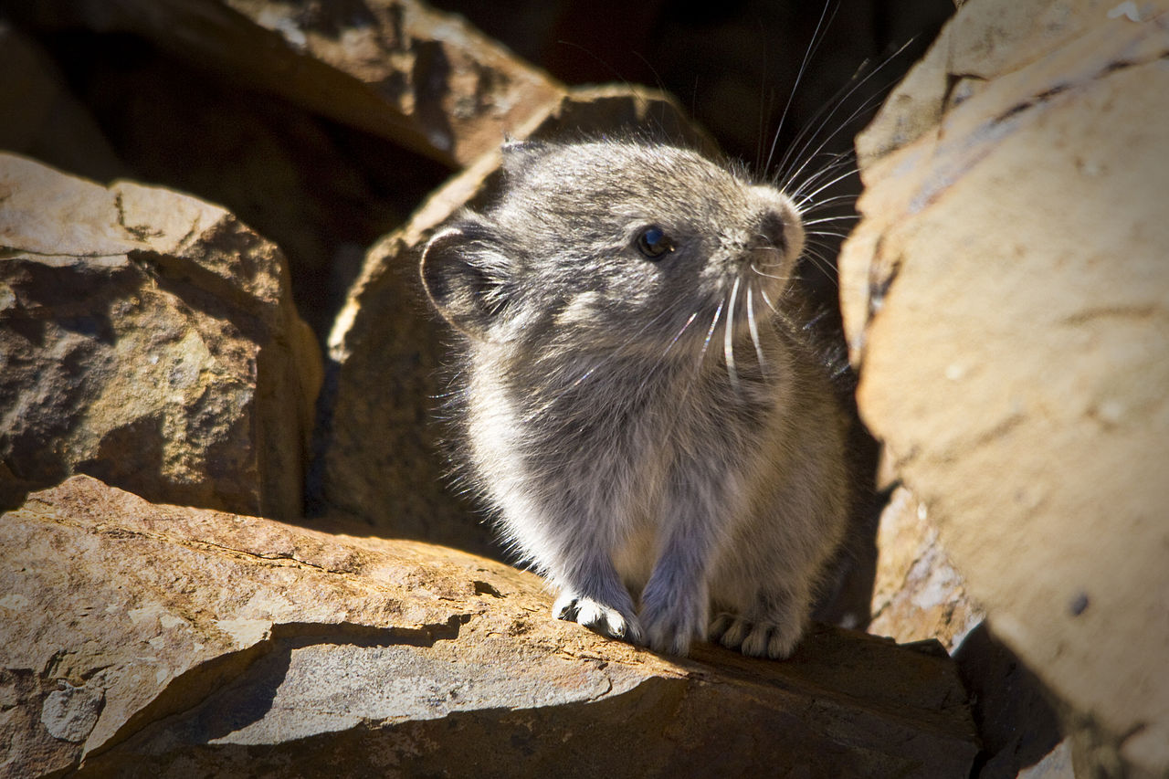 Collared pika image