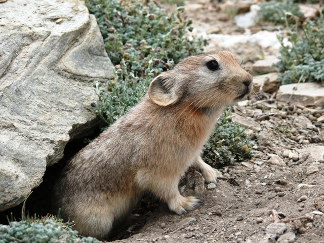 Ladak pika image