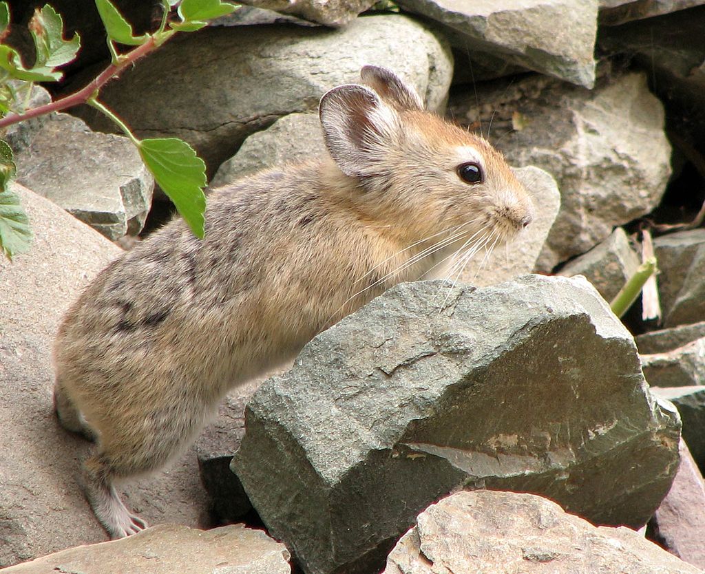 Large-eared pika image