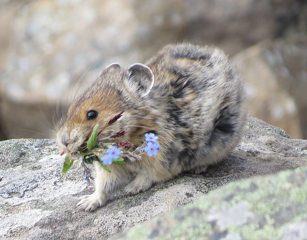 pika