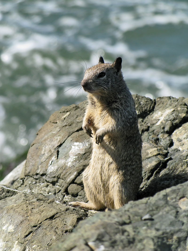 California ground squirrel image