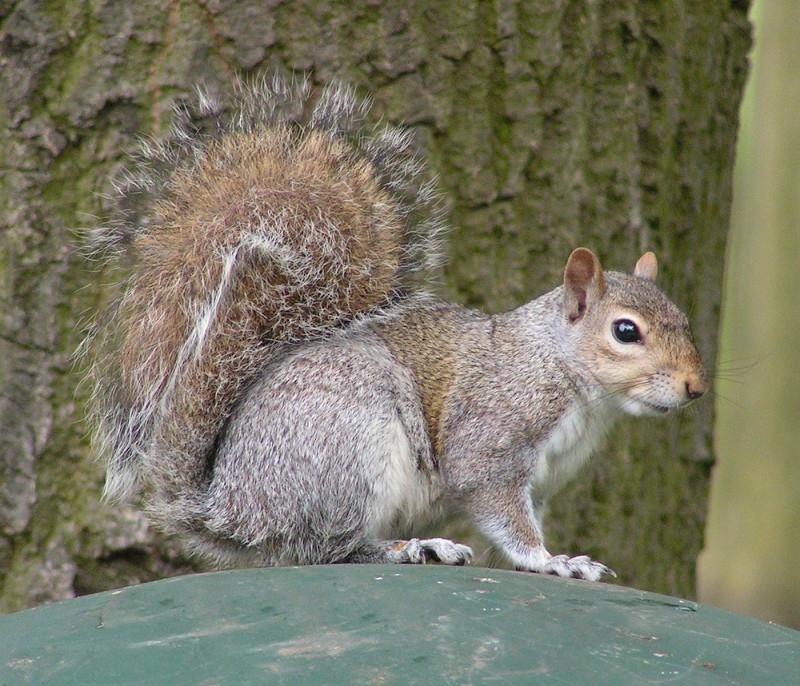 Eastern gray squirrel image