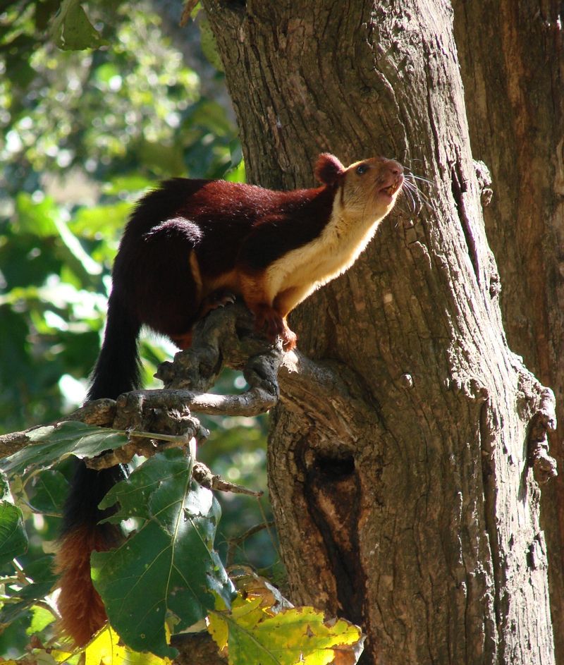 Indian giant squirrel image