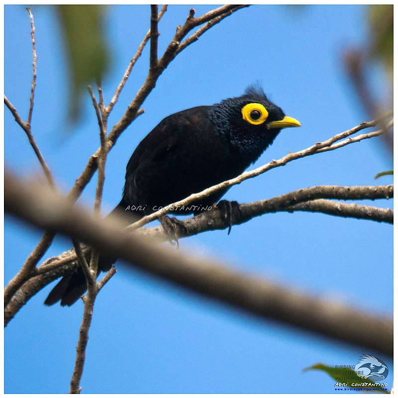 Apo myna image