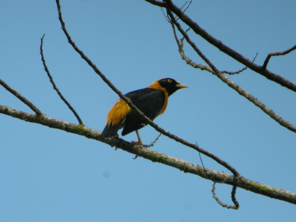 Golden myna image