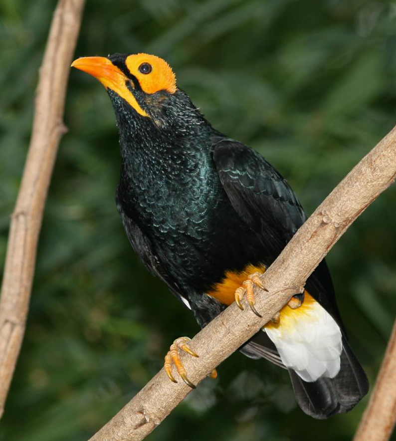 yellow-faced myna image